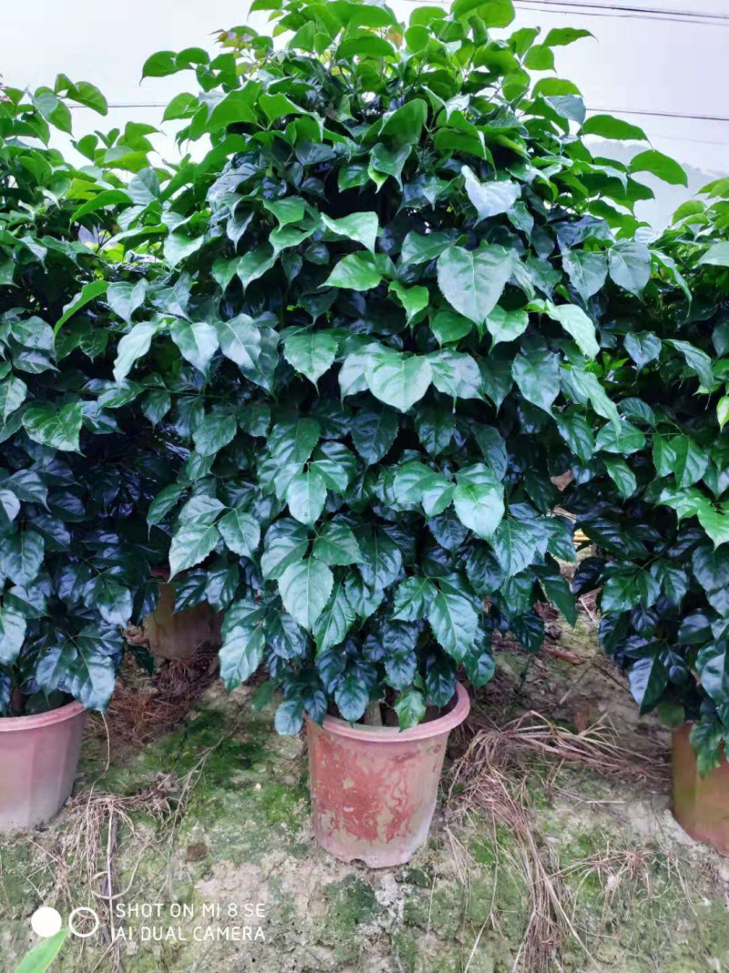 小绿宝树32盆最新品种绿宝