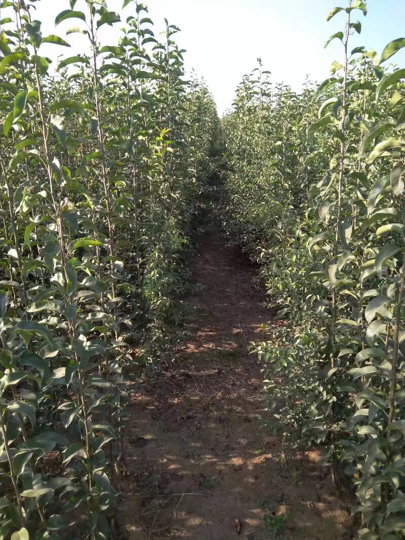 出售大量新梨7号梨苗10万株1万株起批发价实惠