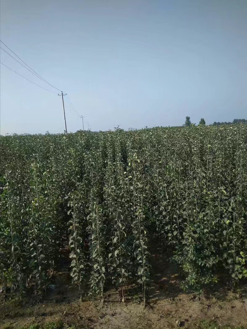 出售大量新梨7号梨苗10万株1万株起批发价实惠
