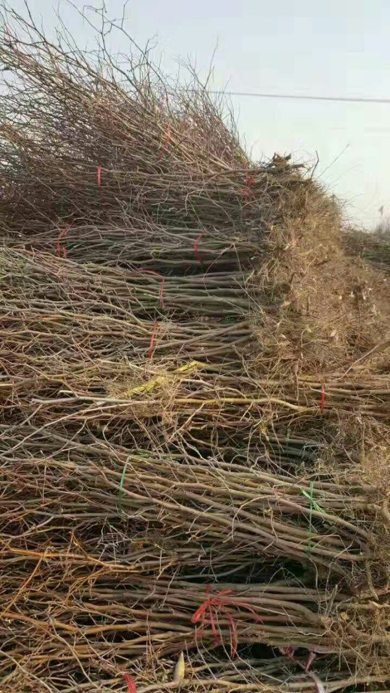 冬枣树苗，品种多样，价格优惠，物流方便，