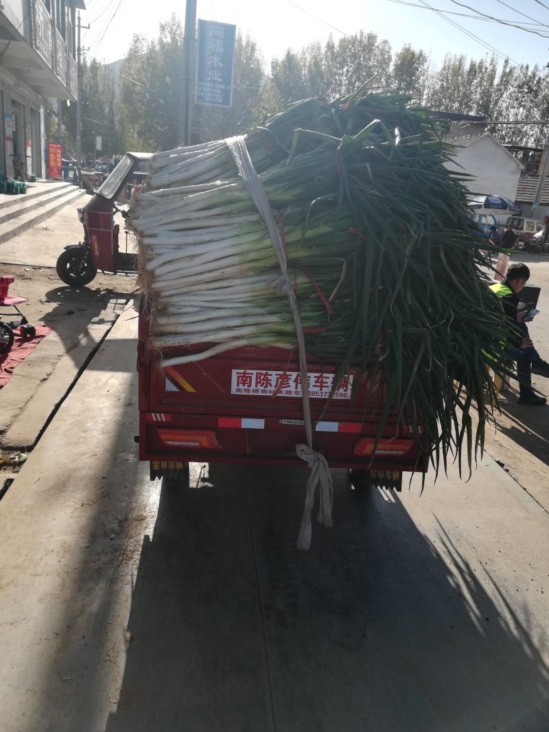 泗水县优质长白大葱大量上市，有需要的老板速度联系
