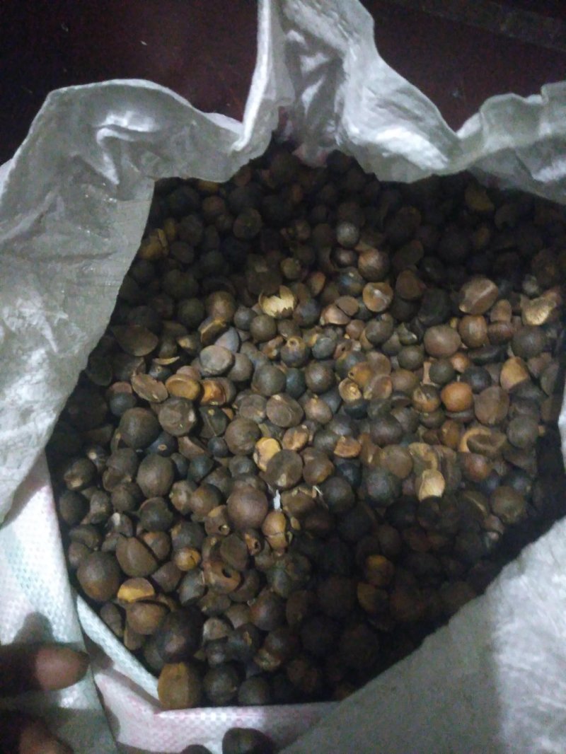 油茶籽上市了，保证质量，各位老板来看货，合作共赢。