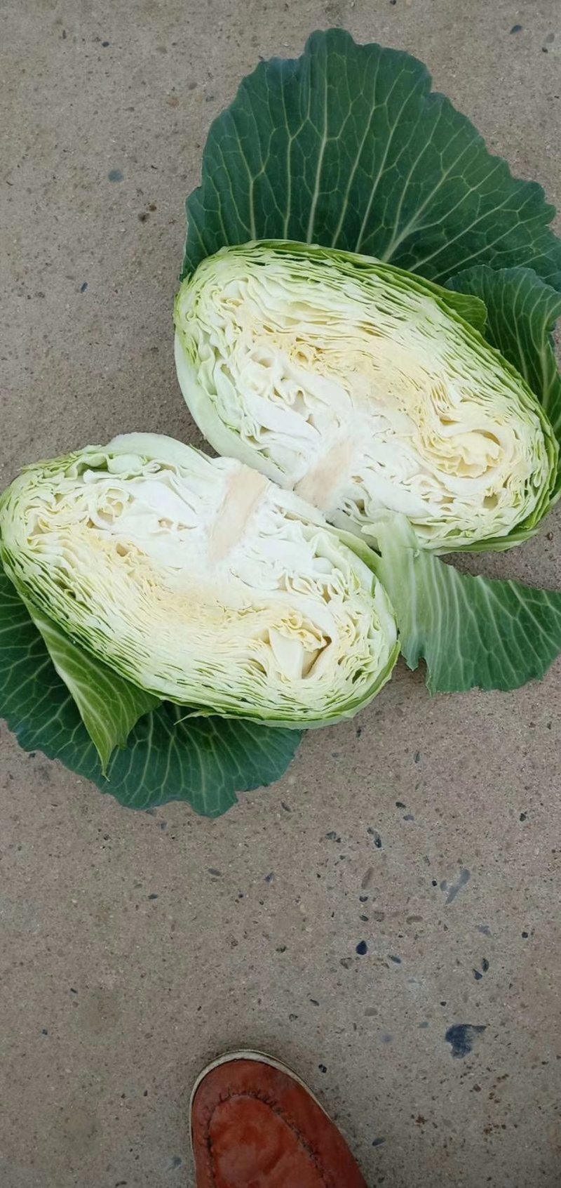 奥齐娜包菜，产地河南，货优新野通货2~4斤，支持散装