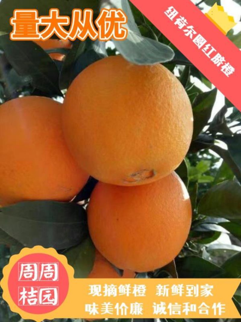 纽荷尔脐橙，看园定货，鲜货现摘，一手货源，货源充足。