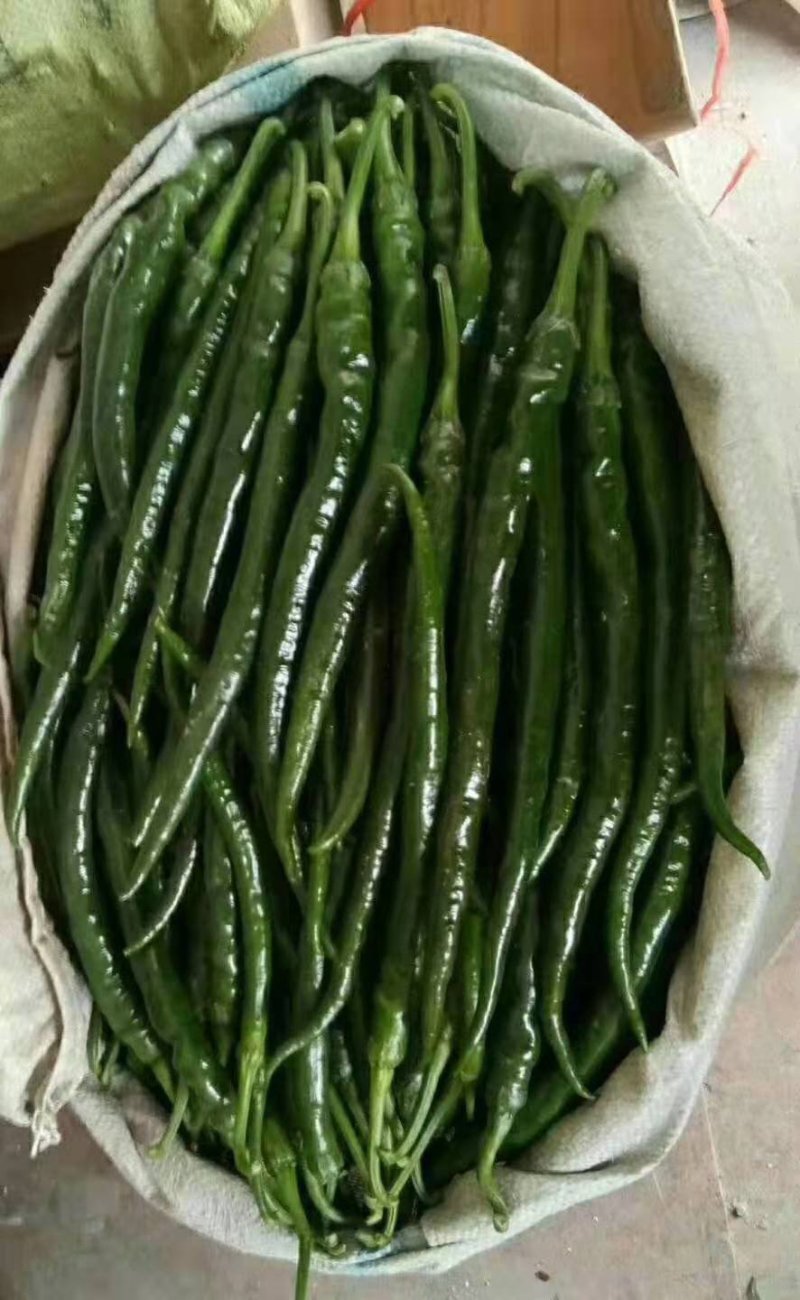 精品辣椒，2两以上，基地货源，中辣，代发全国