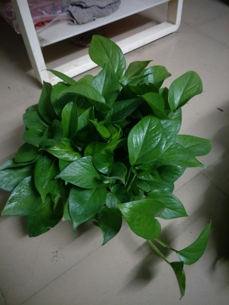 绿萝180#八角红盆和白盆AAA级货叶帽大叶度包邮