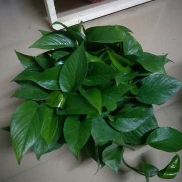 绿萝180#八角红盆和白盆AAA级货叶帽大叶度包邮