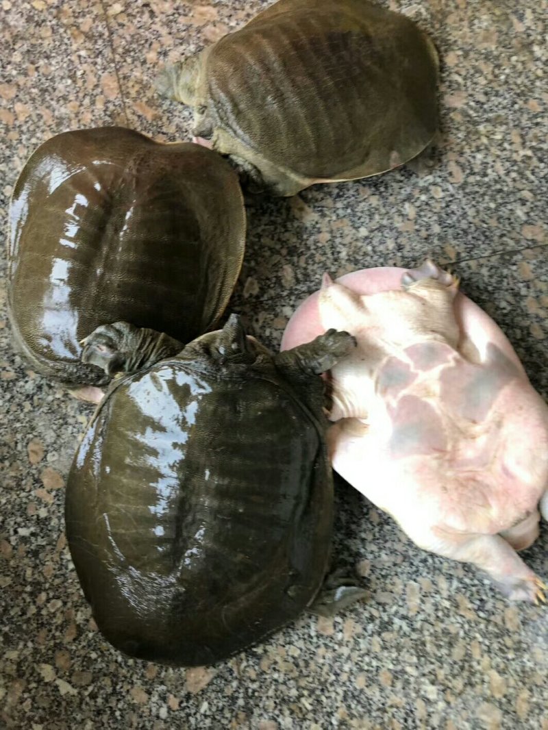 精品花甲鱼养殖利润大，生态养殖成本低，中华甲鱼黄河甲鱼苗