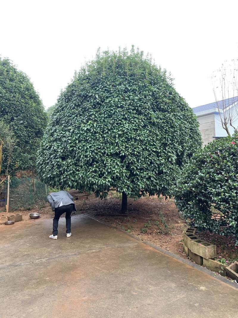 高杆桂花树11-22公分，苗木直供，量大优惠