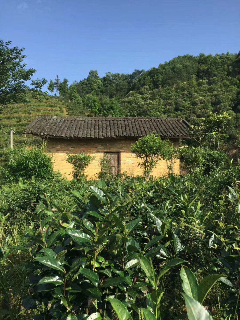 （一件代发）梧州六堡茶2017年老茶婆砖