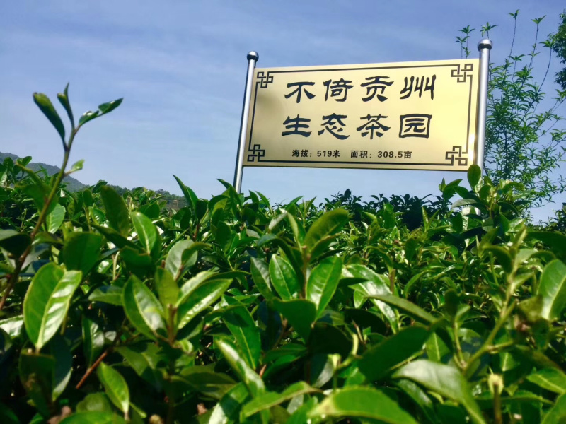 （一件代发）梧州六堡茶2017年老茶婆砖