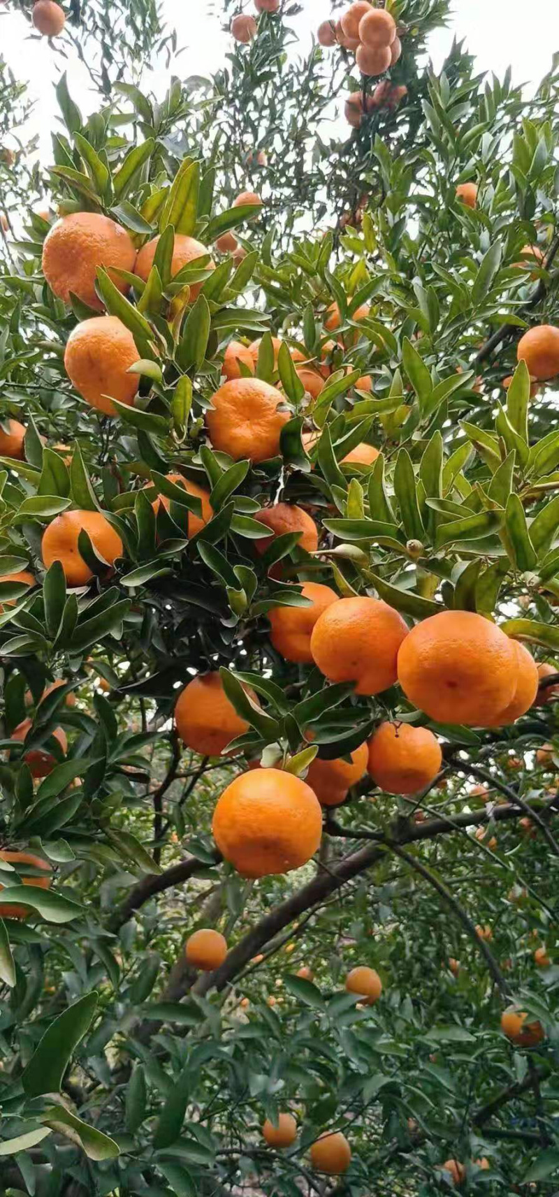 湖北宜昌长阳岩松坪椪柑自家种植可一件代发