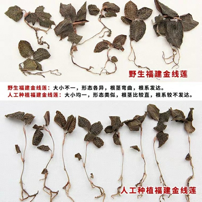 金线连正宗深山老林采摘纯野生金线莲干品礼盒装特级福建南靖