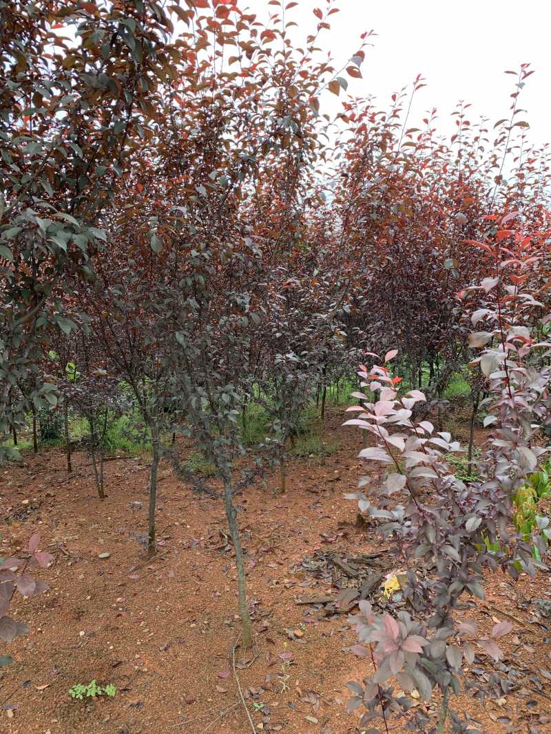 5-16公分紫叶李，苗圃直供，量大可以优惠