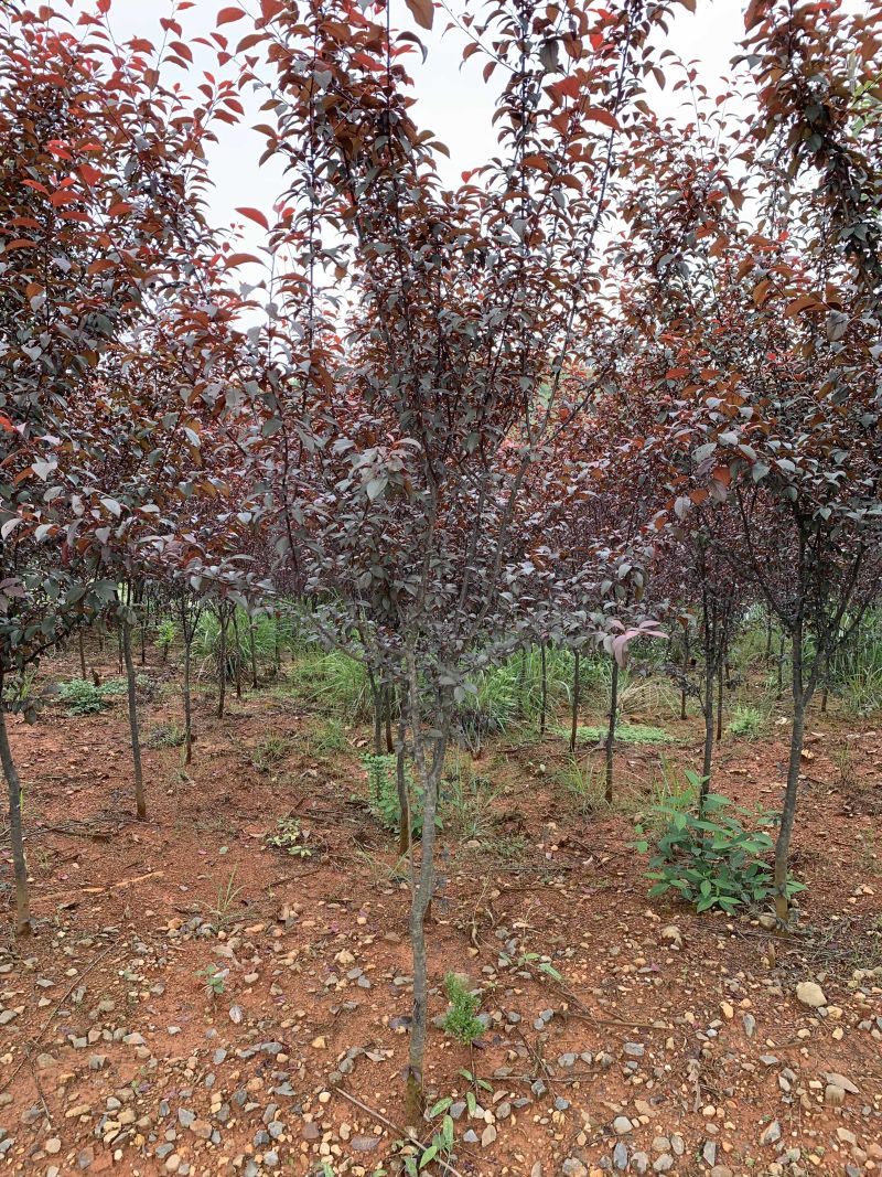 5-16公分紫叶李，苗圃直供，量大可以优惠