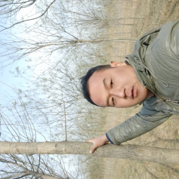 槐树