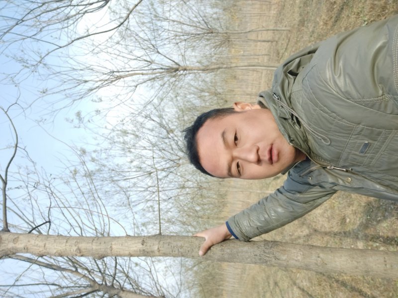 槐树