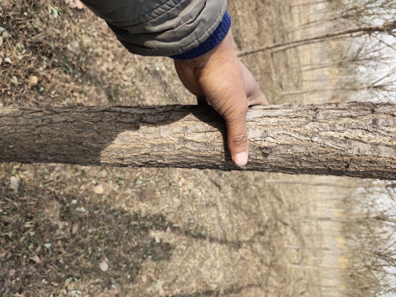 槐树