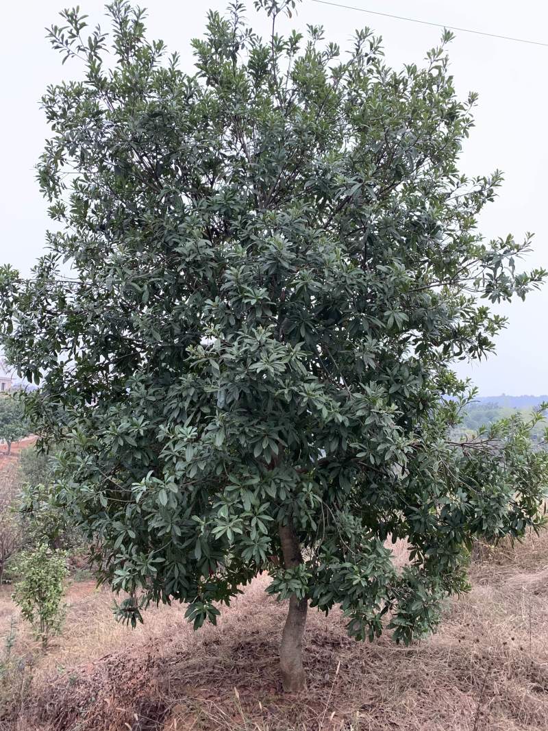 供应15/18/20公分杨梅树