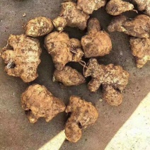 姜母批发价格山东姜母基地潍坊姜母批发价格
