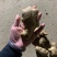 姜母批发价格山东姜母基地潍坊姜母批发价格