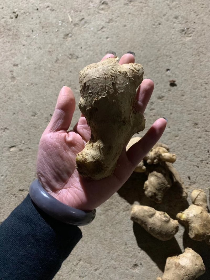 姜母批发价格山东姜母基地潍坊姜母批发价格