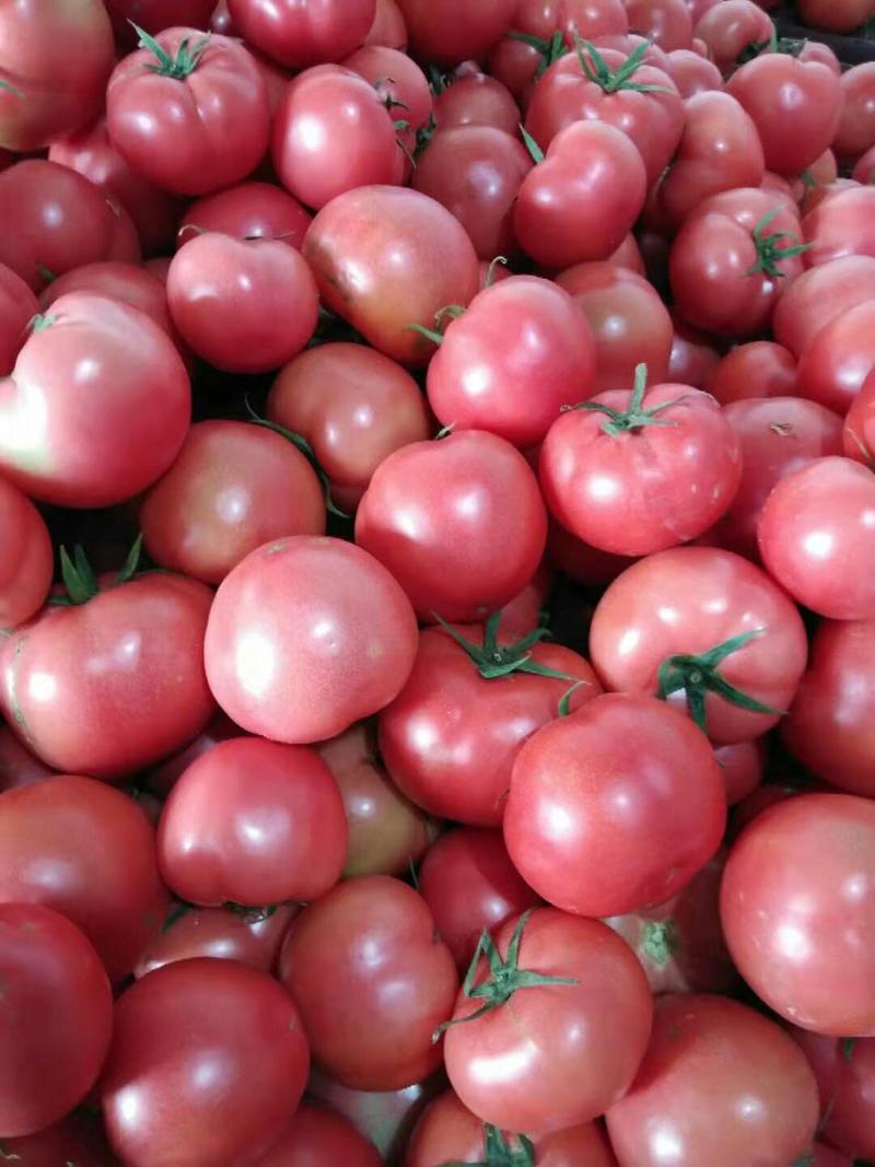 费县优质西红柿，大量上市，山东费县精品西红柿大量上市价格