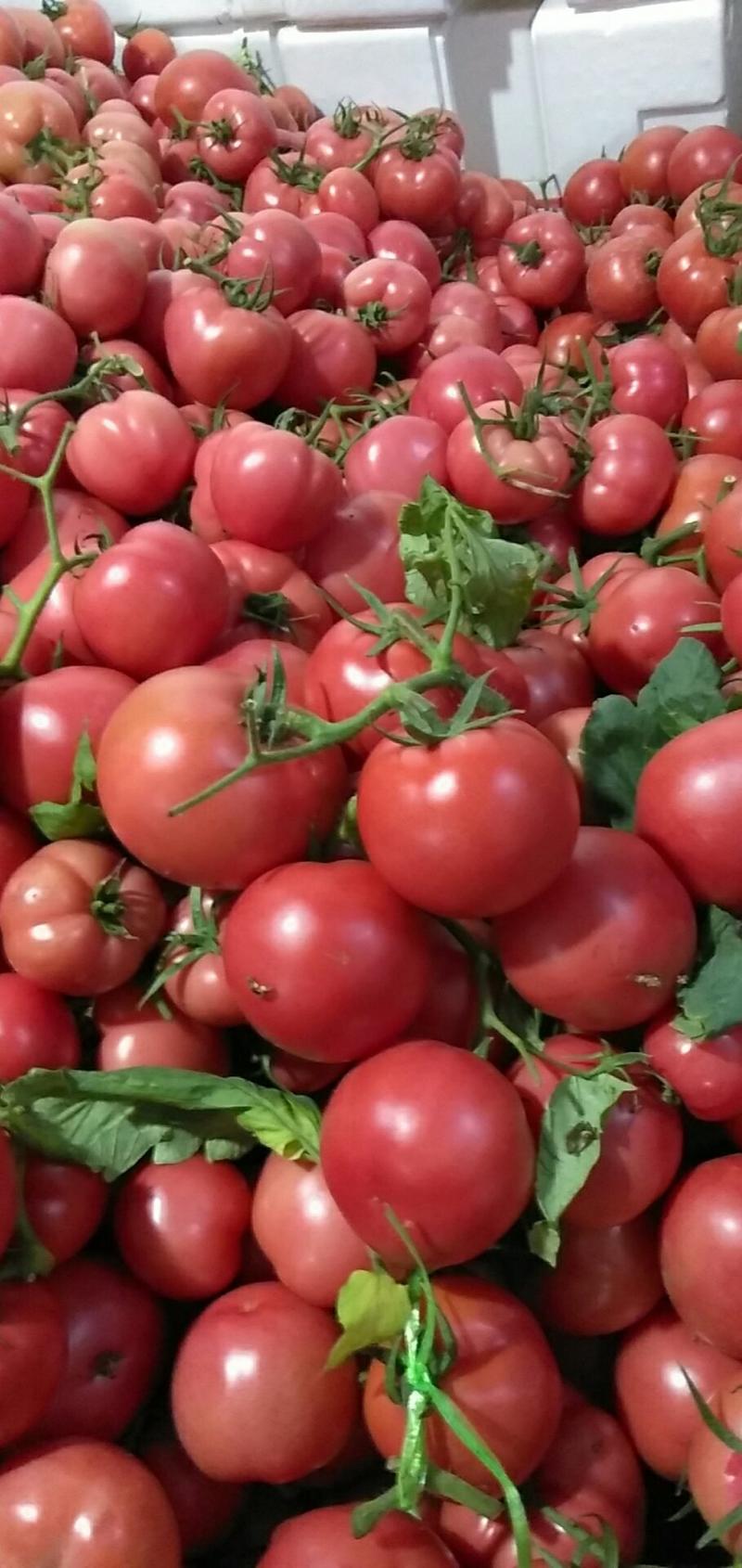 费县优质西红柿，大量上市，山东费县精品西红柿大量上市价格