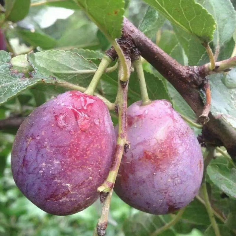 黄金西梅，红肉李，美人醉，三华李，味帝恐，蜂糖，国峰七号