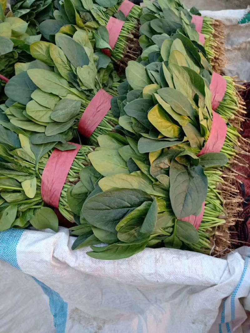 菠菜大叶种【对接超商】25～30公分、可散装、可标箱