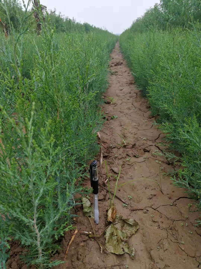 1年侧柏苗基地直供诚信经营，质量保证就地看货就地挖