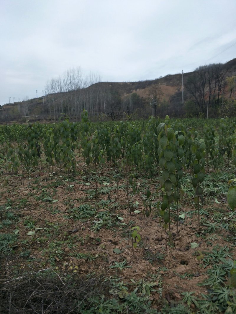 杜仲基地杜仲苗0.5到3公分苗量大，价格优惠，需要的联系