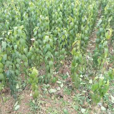 杜仲基地杜仲苗0.5到3公分苗量大，价格优惠，需要的联系