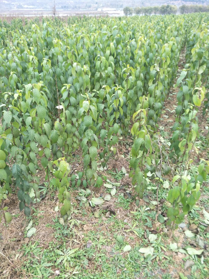 杜仲基地杜仲苗0.5到3公分苗量大，价格优惠，需要的联系
