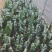青龙火龙果苗青皮红心火龙果苗台湾青龙适合南北种植盆栽地栽