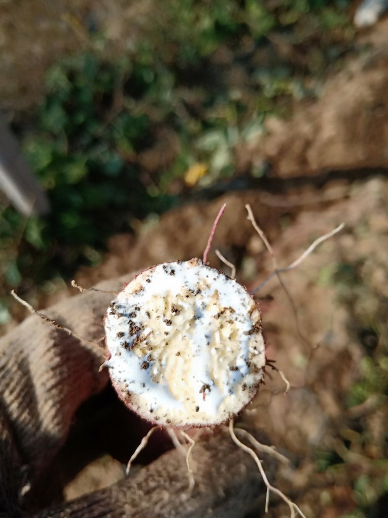 红薯苗丝滑，红瑶，玛莎莉，日本品种，产量高，糖度高