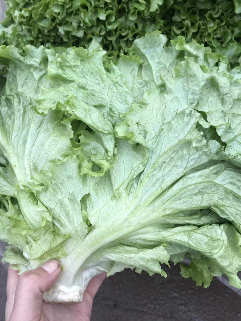 【对接超商】青叶生菜、黄叶生菜、保证质量、可包装