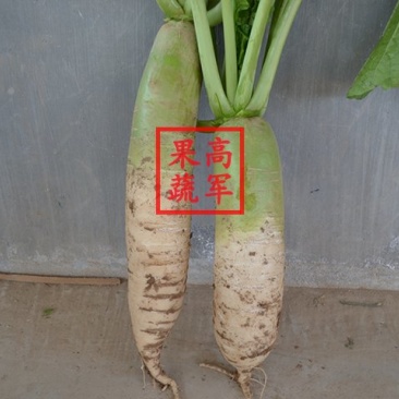 蒲城白萝卜冒头青萝卜供应