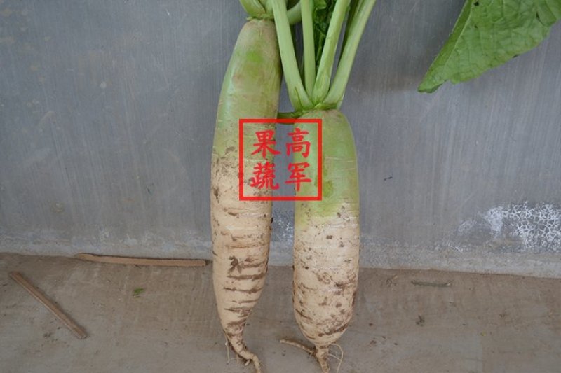 蒲城白萝卜冒头青萝卜供应