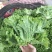 【对接超商】青叶生菜、黄叶生菜、保证质量、可包装