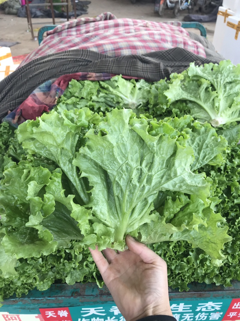 【对接超商】青叶生菜、黄叶生菜、保证质量、可包装