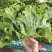 【对接超商】青叶生菜、黄叶生菜、保证质量、可包装