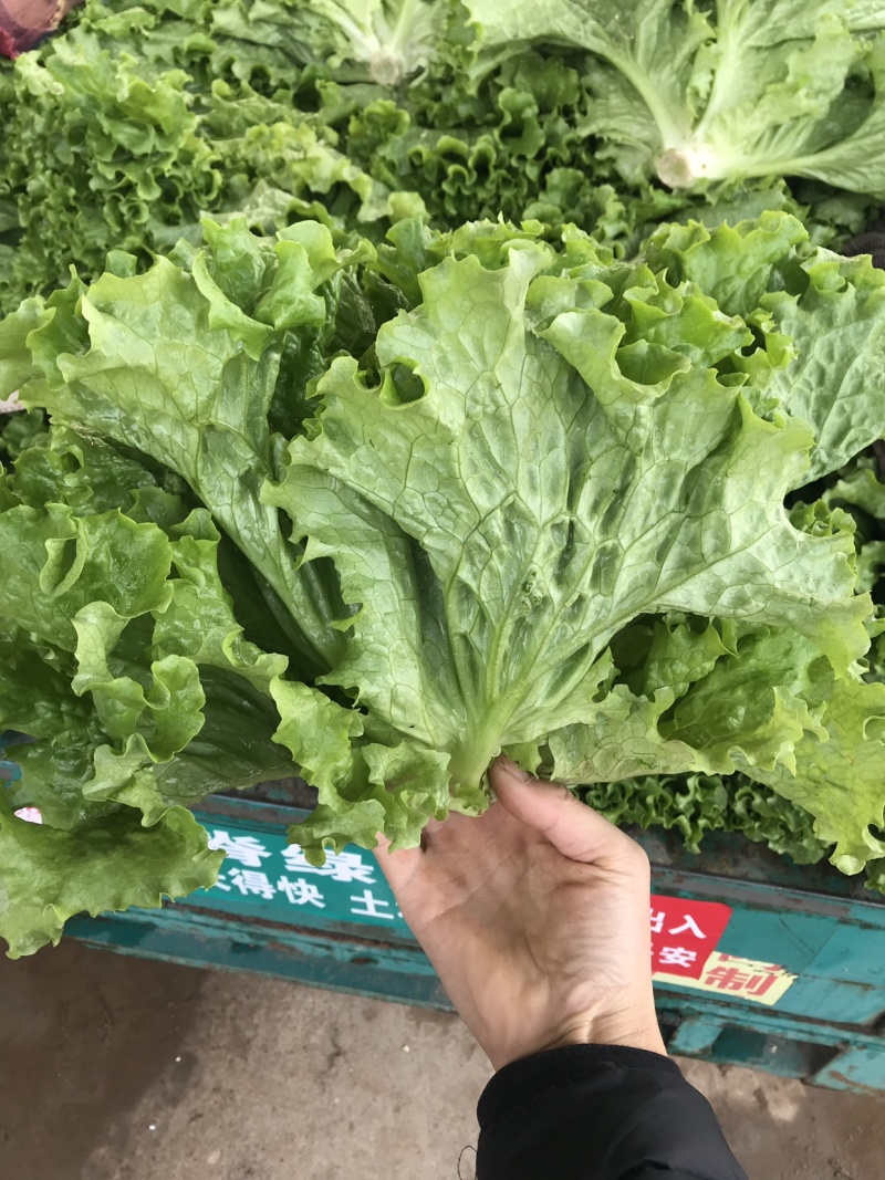【对接超商】青叶生菜、黄叶生菜、保证质量、可包装