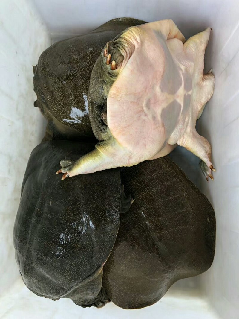 中华甲鱼苗，日本甲鱼成品甲鱼大量供货，冷藏车送到塘口