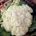 河南菜花松花菜白面青梗散花1.5-2.5斤产地直供