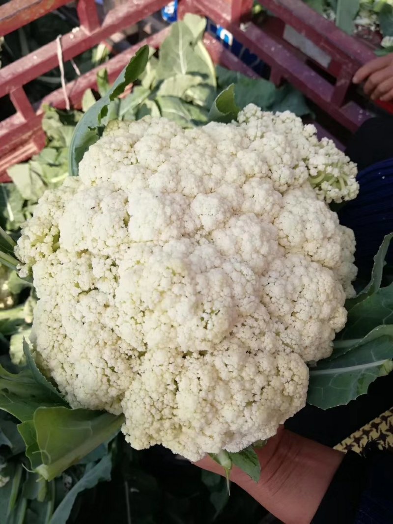 河南菜花松花菜白面青梗散花1.5-2.5斤产地直供