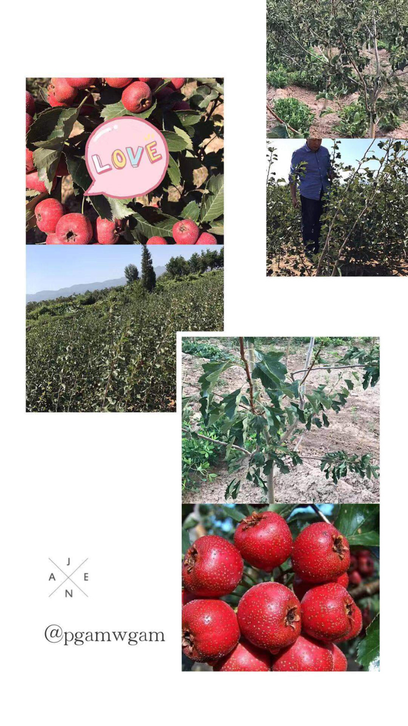 山西大果山楂树苗3公分至2O公分粗，产品质量保证