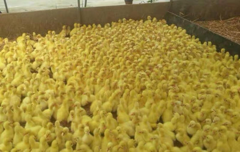 常年出售各种鸡，鸭，鹅苗量大价优，全国发货