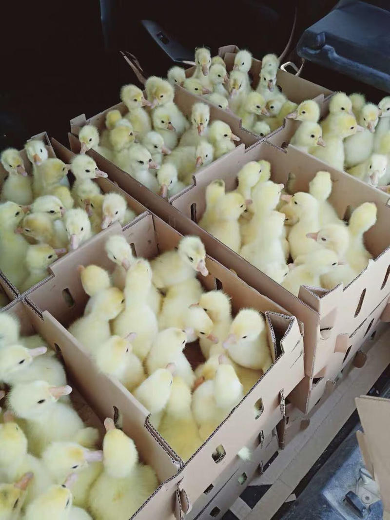常年出售各种鸡，鸭，鹅苗量大价优，全国发货