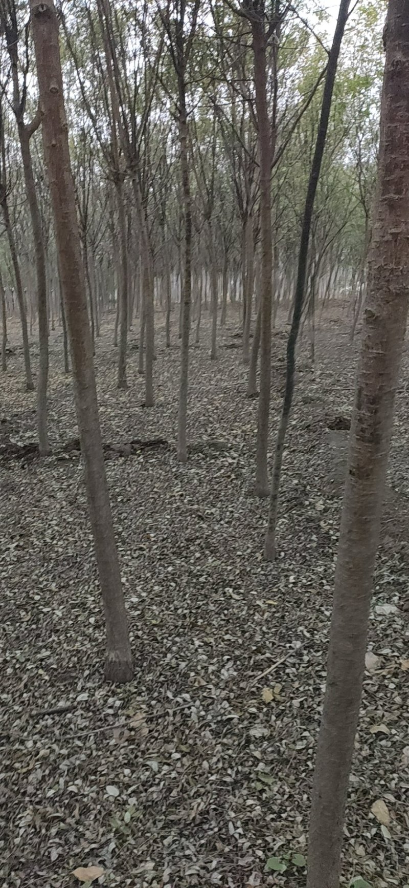 精品法桐树，通货法桐树供应各种绿化树，承接绿化工程项目